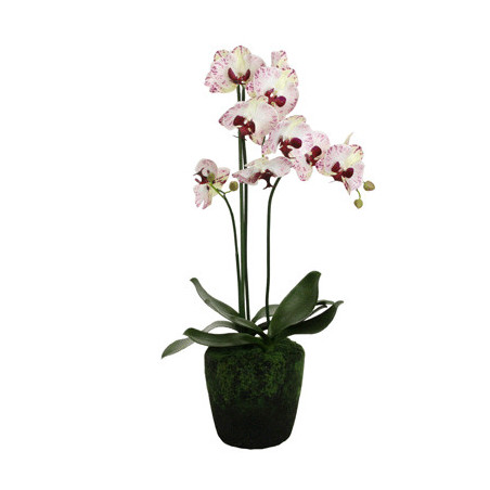 Phalaenopsis Orchidee creme-purple in Erde groß| 80 cm