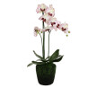 Phalaenopsis Orchidee creme-purple in Erde groß| 80 cm