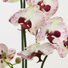 Phalaenopsis Orchidee creme-purple in Erde groß| 80 cm