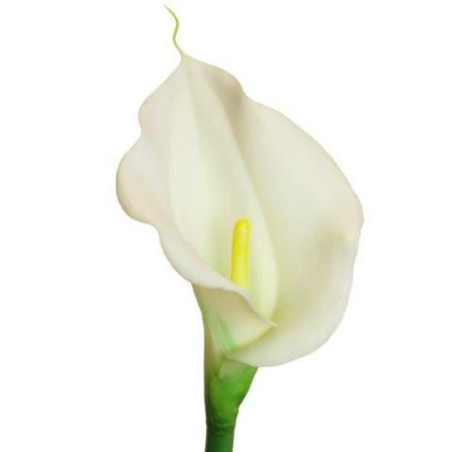 Calla Lilie Blüte creme-weiß|Real-touch|60 cm