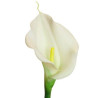 Calla Lilie Blüte creme-weiß|Real-touch|60 cm