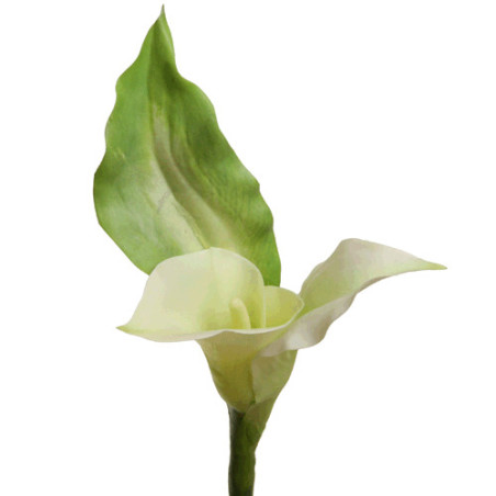 Calla Lilie Blüte creme-weiß mit Blatt|Real-touch|70 cm