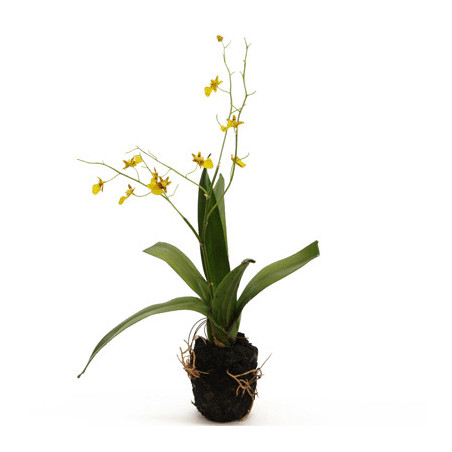 Orchidee Oncidium gelb-braun in Erde|44 cm