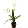 Orchidee Oncidium gelb-braun in Erde|44 cm