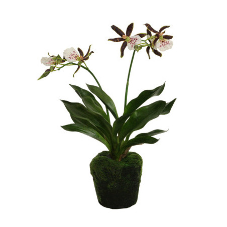 Orchidee Zygo braun-rosa in Erde|43 cm