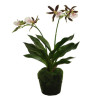Orchidee Zygo braun-rosa in Erde|43 cm