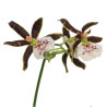 Orchidee Zygo braun-rosa in Erde|43 cm