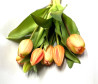 Tulpen Bund 7 Blüten Apricot|Real-touch|30cm
