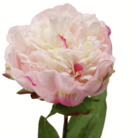 Pfingstrose Päonie Beauty weiß-rose | 70 cm |realtouch
