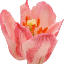 Tulpe Kronentulpe groß...