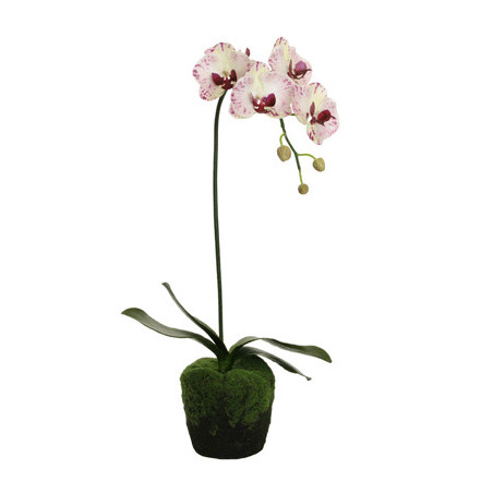 Phalaenopsis Orchidee creme-purple in Erde 1 Rispe| 80 cm