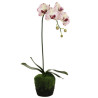Phalaenopsis Orchidee creme-purple in Erde 1 Rispe| 80 cm