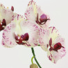 Phalaenopsis Orchidee creme-purple in Erde 1 Rispe| 80 cm