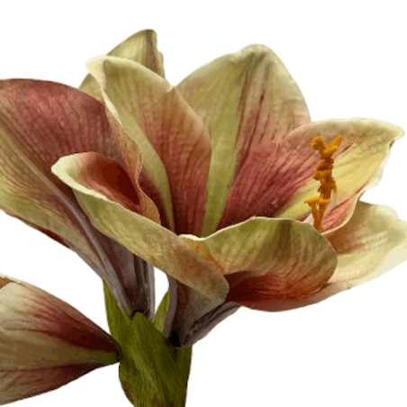 Amaryllis creme-grün-rostrot Super-touch| 66cm