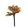 Amaryllis creme-grün-rostrot Super-touch| 66cm