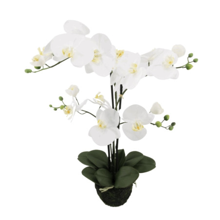 Phalaenopsis Orchidee weiß in Erde| 75cm