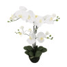 Phalaenopsis Orchidee weiß in Erde| 75cm