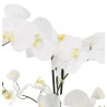 Phalaenopsis Orchidee weiß in Erde| 75cm