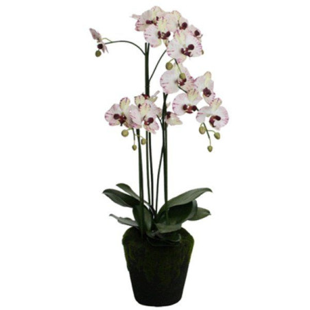 Phalaenopsis Orchidee creme-purple in Erde groß| 98 cm