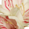 Amaryllis creme-rot Super-touch| 58 cm